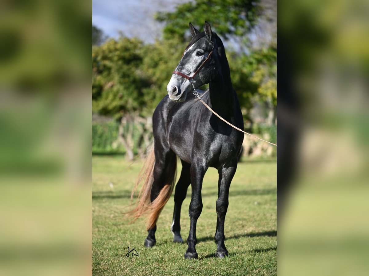 PRE Stallone 4 Anni 168 cm Grigio in Manacor