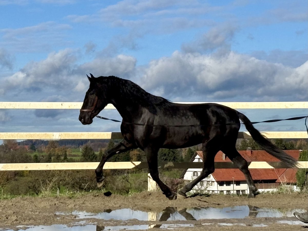 PRE Mix Stallone 4 Anni 168 cm Morello in Sigmarszell