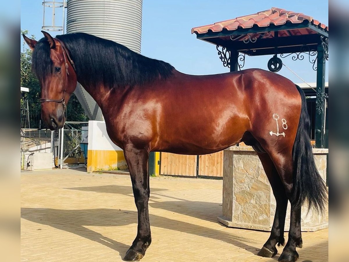 PRE Mix Stallone 4 Anni 170 cm Baio scuro in Martfeld