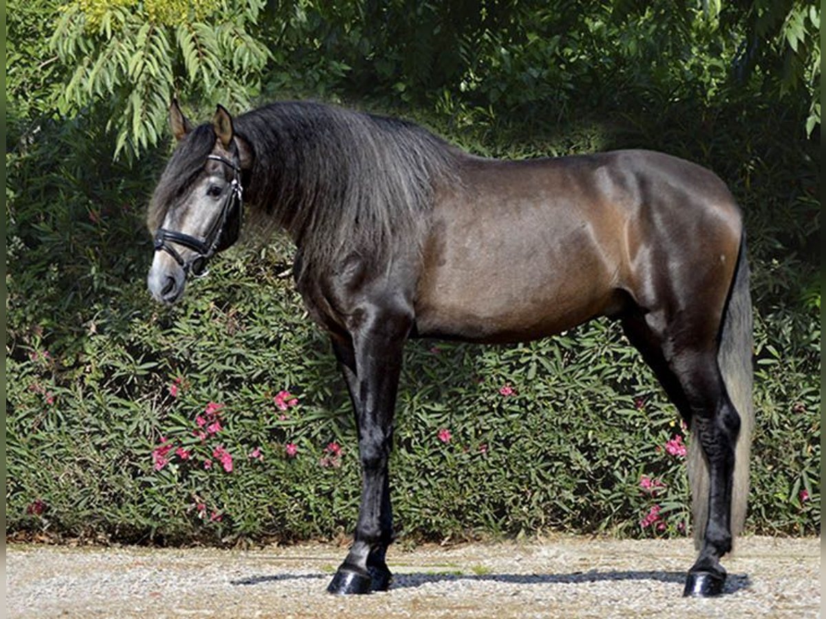PRE Mix Stallone 4 Anni 170 cm Grigio rossastro in Barcelona