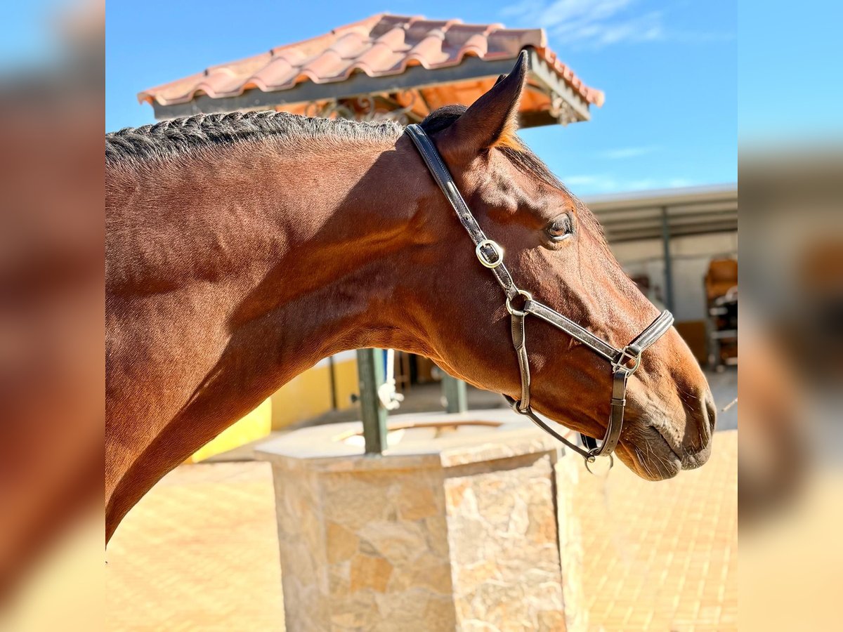 PRE Mix Stallone 4 Anni 172 cm Baio scuro in Martfeld