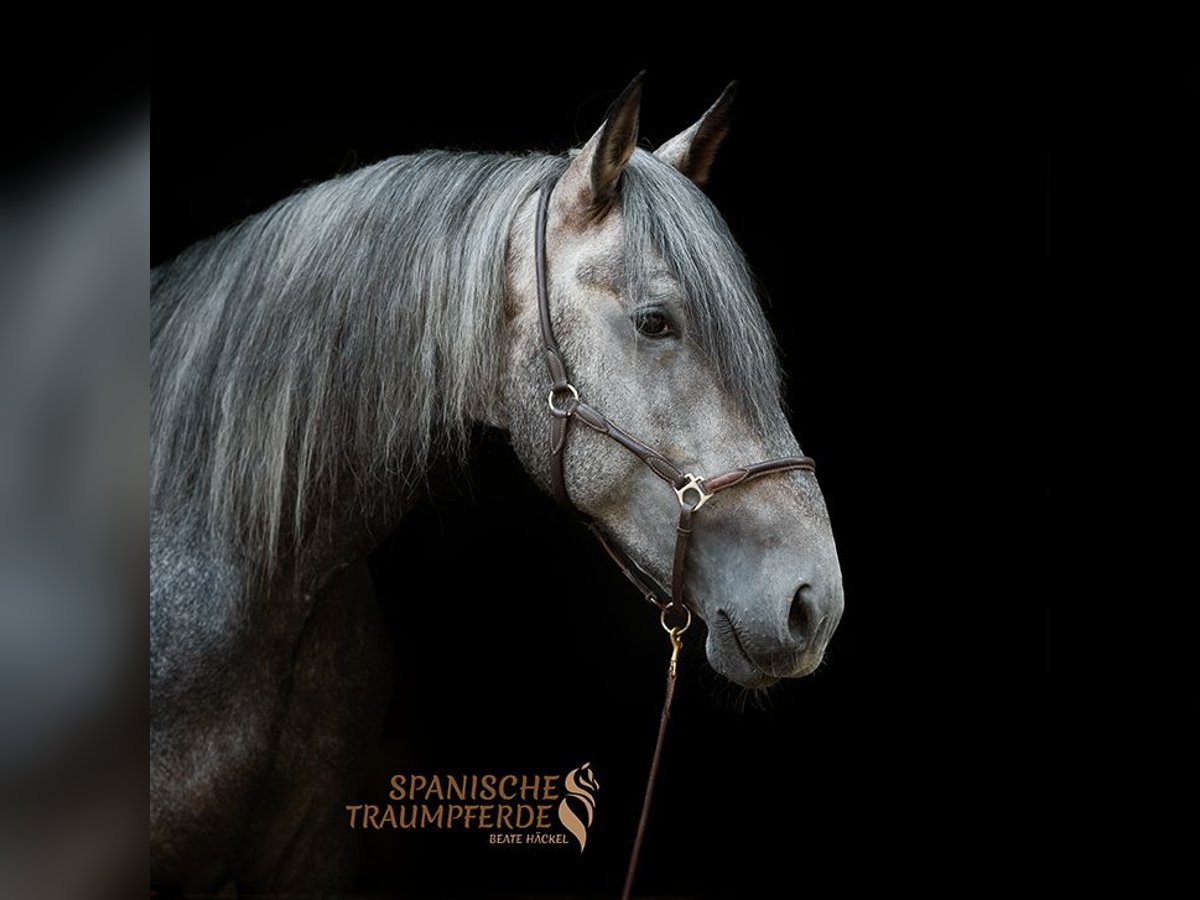 PRE Mix Stallone 4 Anni 172 cm Grigio in Traventhal