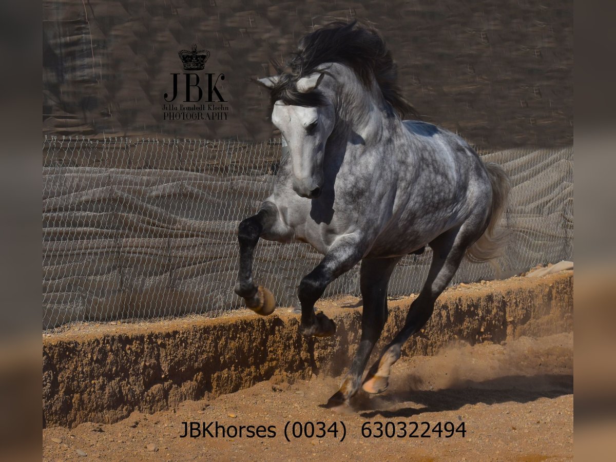 PRE Stallone 4 Anni 172 cm Grigio pezzato in Tabernas Almeria