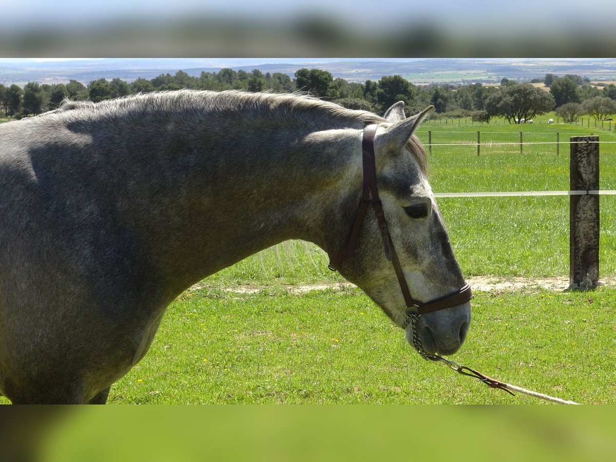 PRE Stallone 5 Anni 158 cm Grigio in Alpera