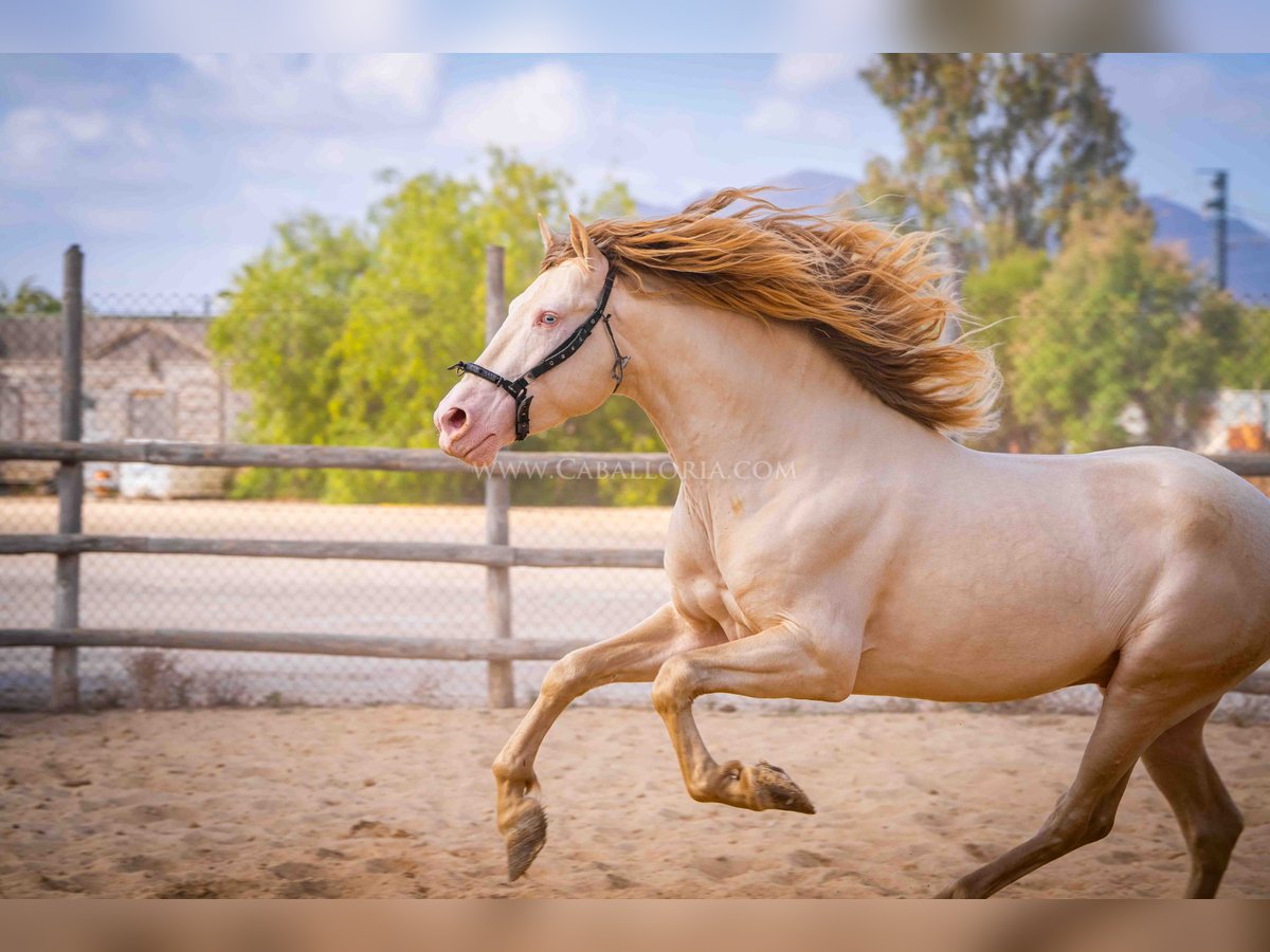 PRE Stallone 5 Anni 158 cm Perlino in Rafelguaraf