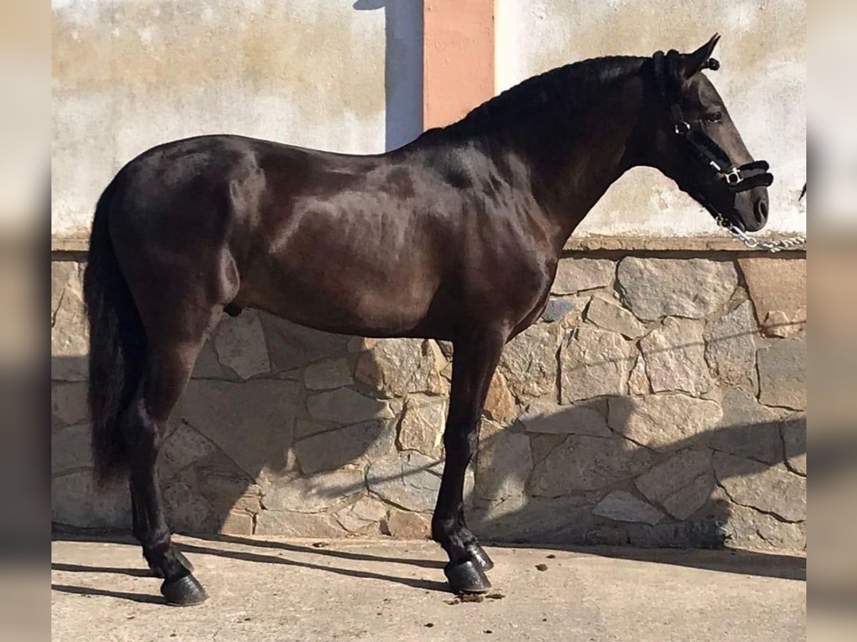 PRE Mix Stallone 5 Anni 160 cm Baio scuro in Martfeld