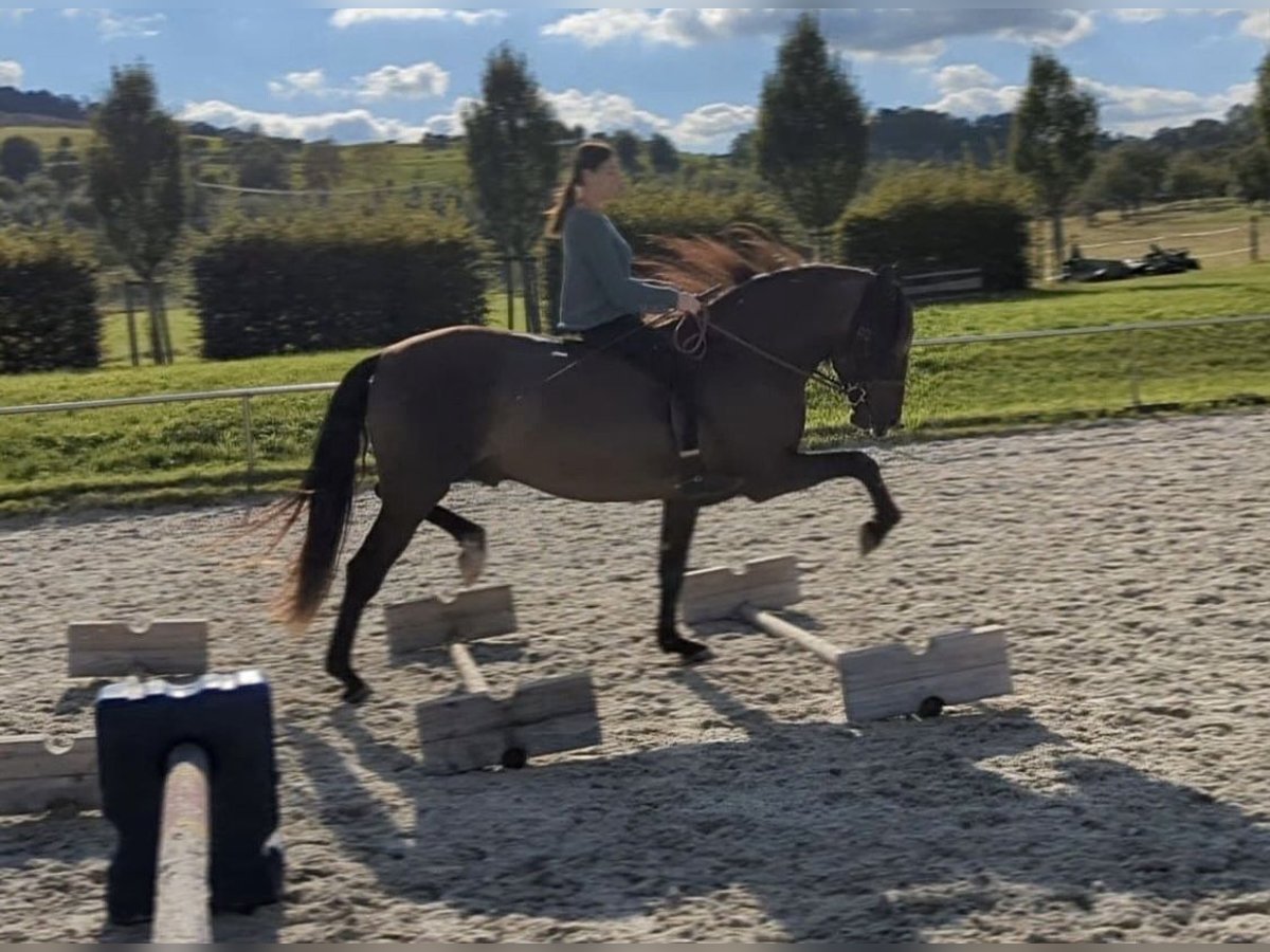 PRE Stallone 5 Anni 160 cm Morello in Winnenden