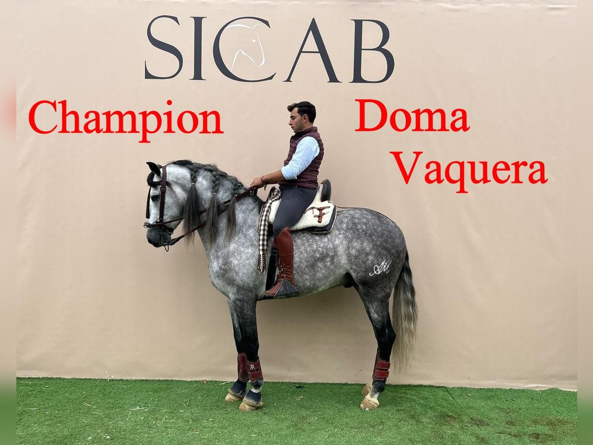 PRE Stallone 5 Anni 161 cm Grigio in Salucar