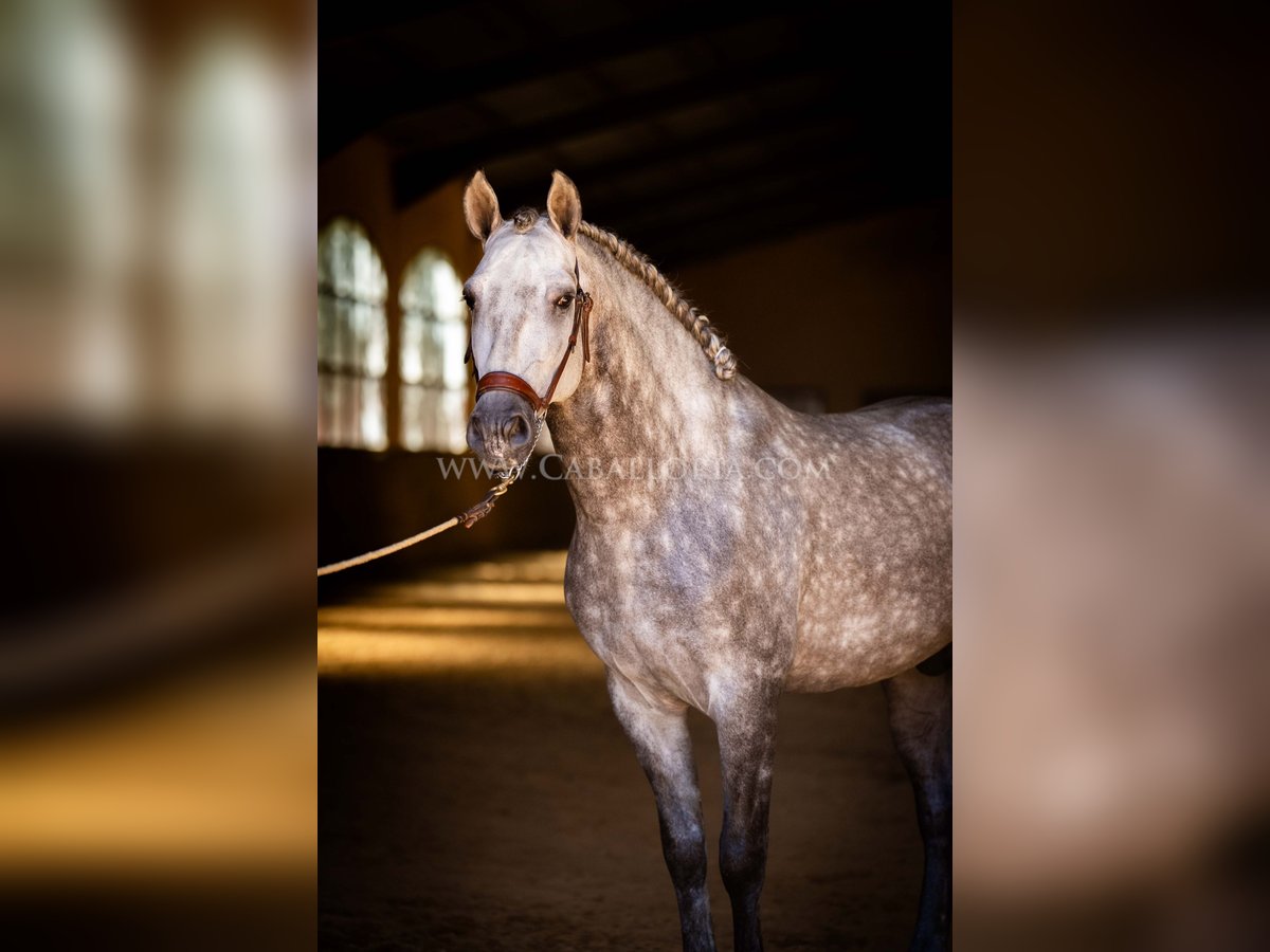 PRE Stallone 5 Anni 162 cm Grigio pezzato in Rafelguaraf