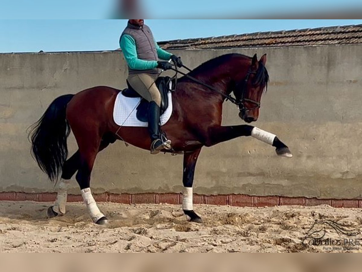 PRE Stallone 5 Anni 163 cm Baio in Merida