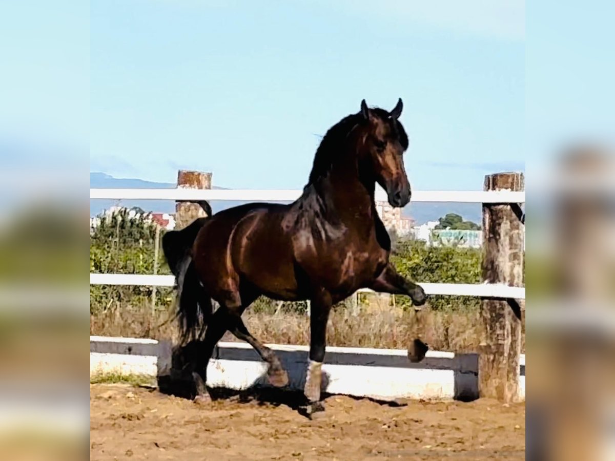 PRE Mix Stallone 5 Anni 164 cm Baio scuro in Almerimar