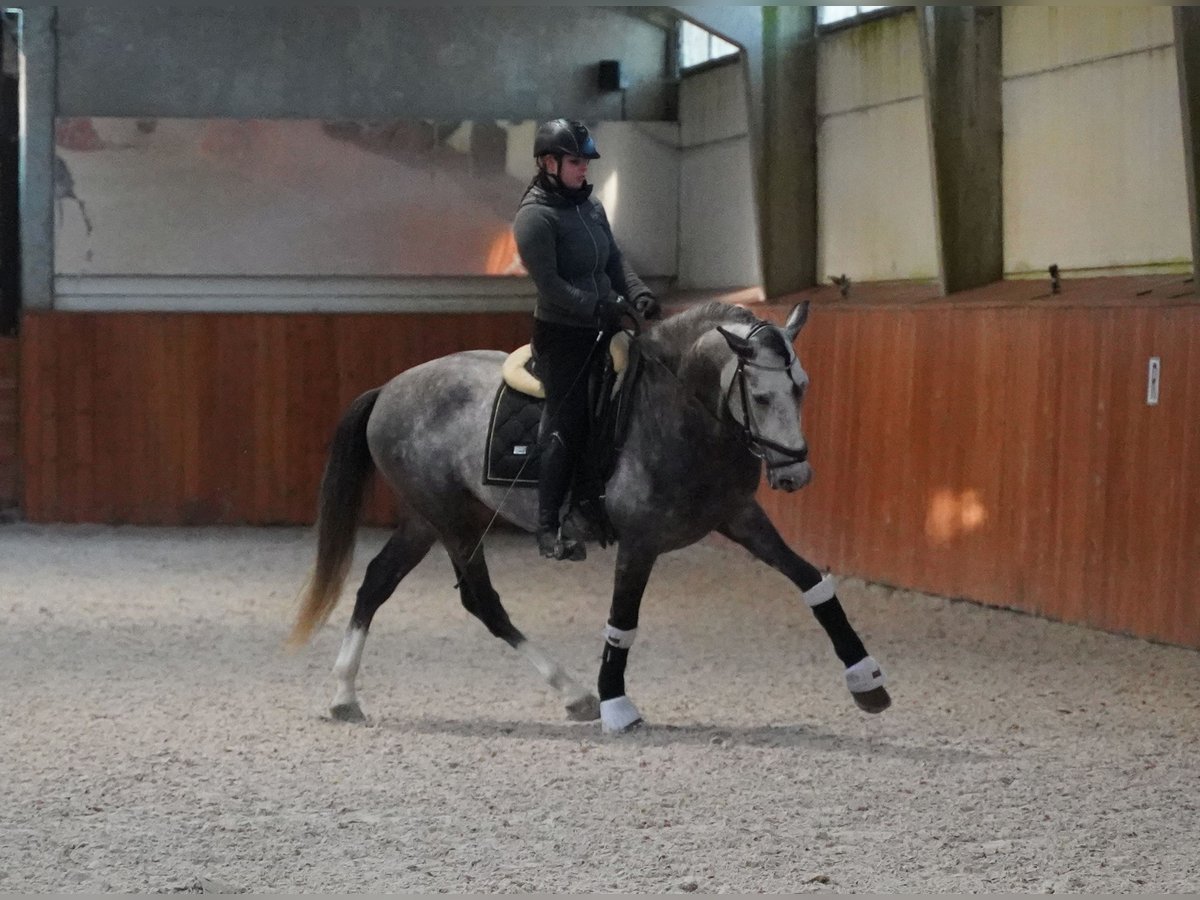 PRE Stallone 5 Anni 164 cm Grigio pezzato in HEUVELLAND