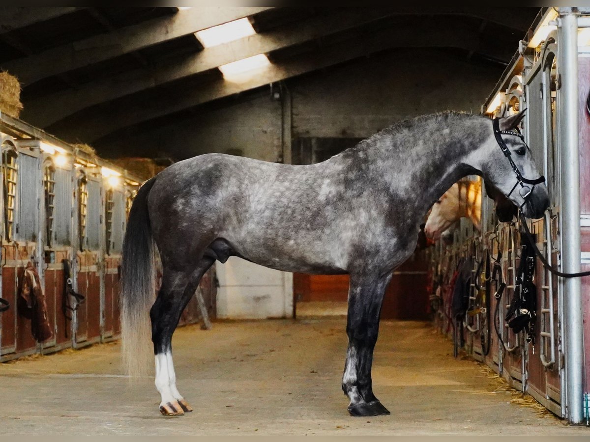 PRE Stallone 5 Anni 164 cm Grigio pezzato in HEUVELLAND