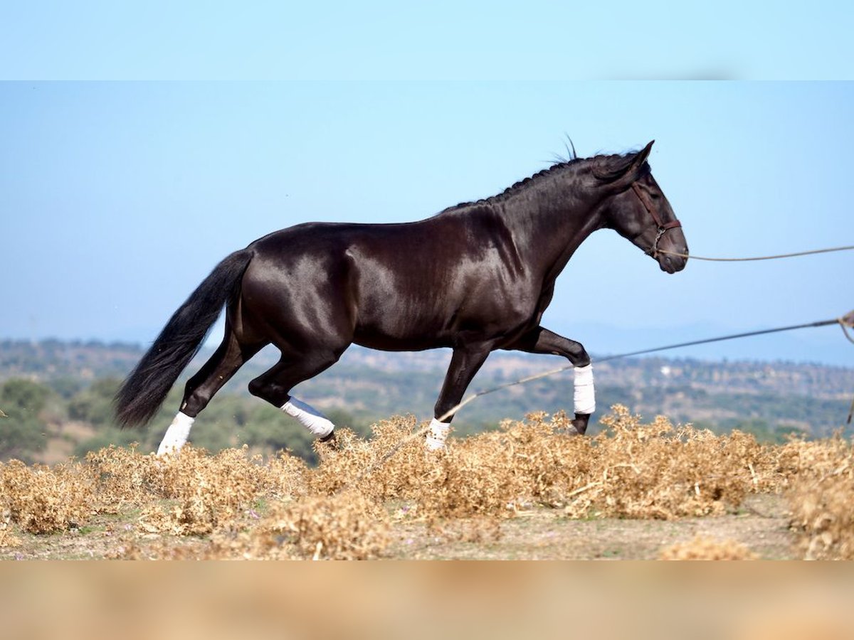PRE Mix Stallone 5 Anni 164 cm Morello in NAVAS DEL MADRONO