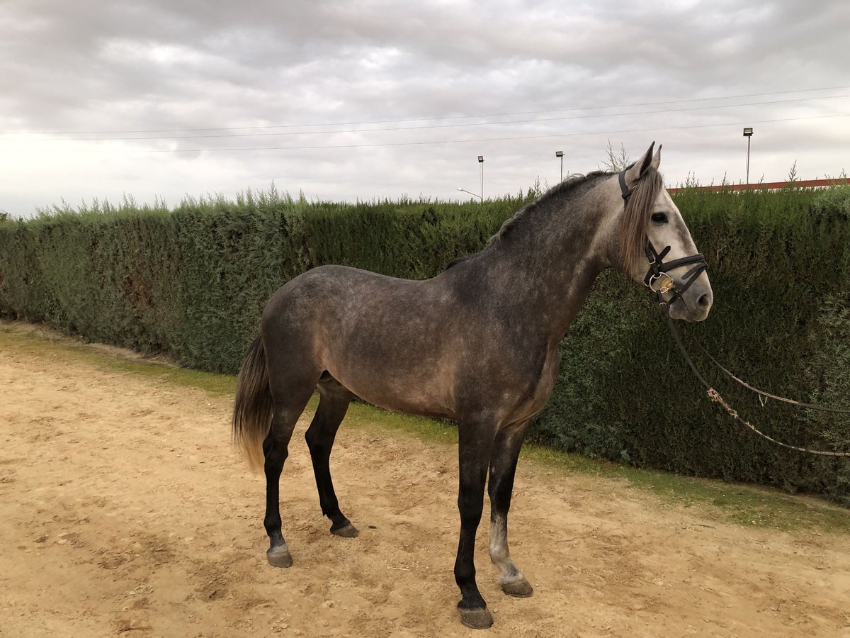 PRE Stallone 5 Anni 165 cm Grigio in Pilas