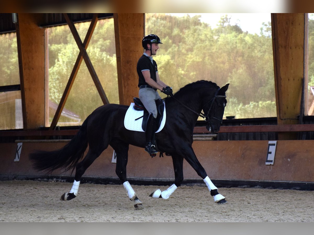 PRE Stallone 5 Anni 165 cm Morello in Caumont