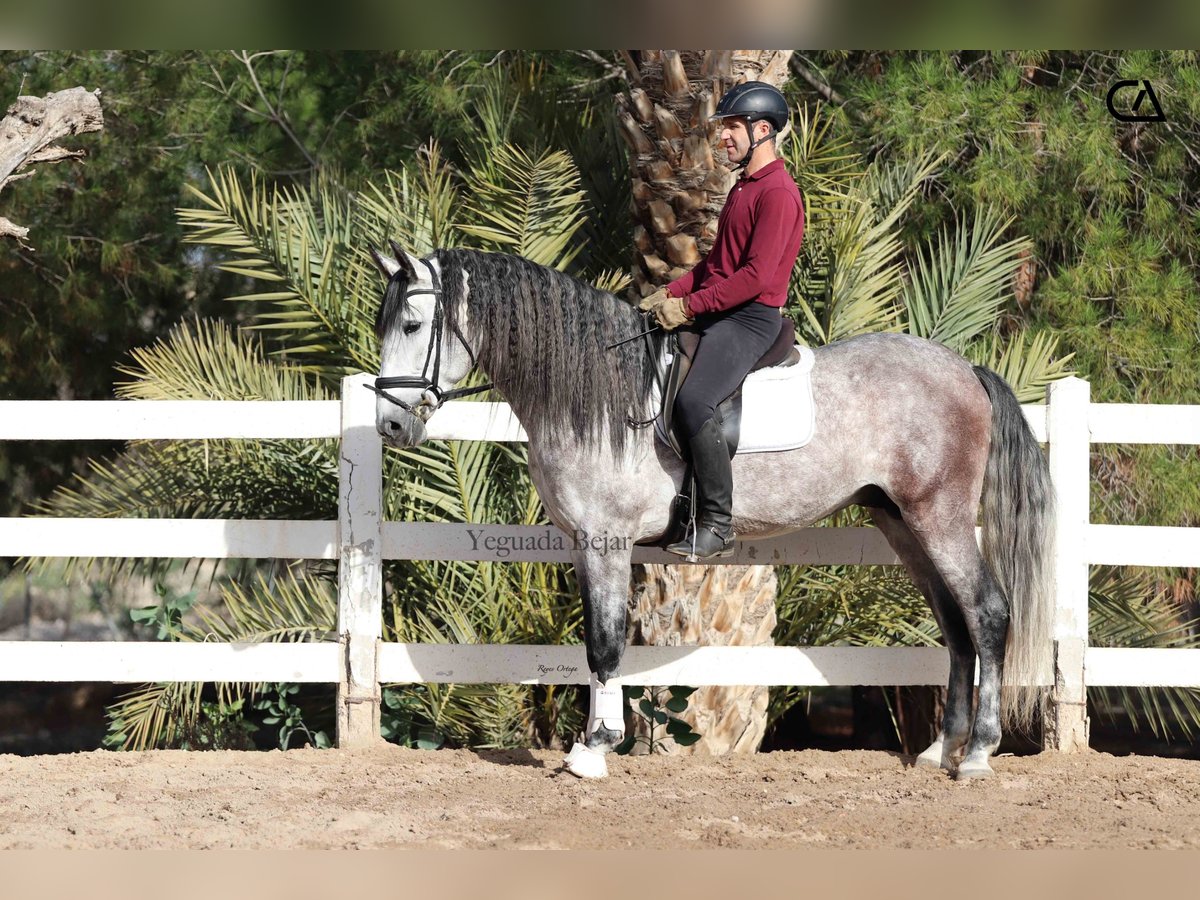 PRE Stallone 5 Anni 166 cm Grigio pezzato in Puerto Lumbreras