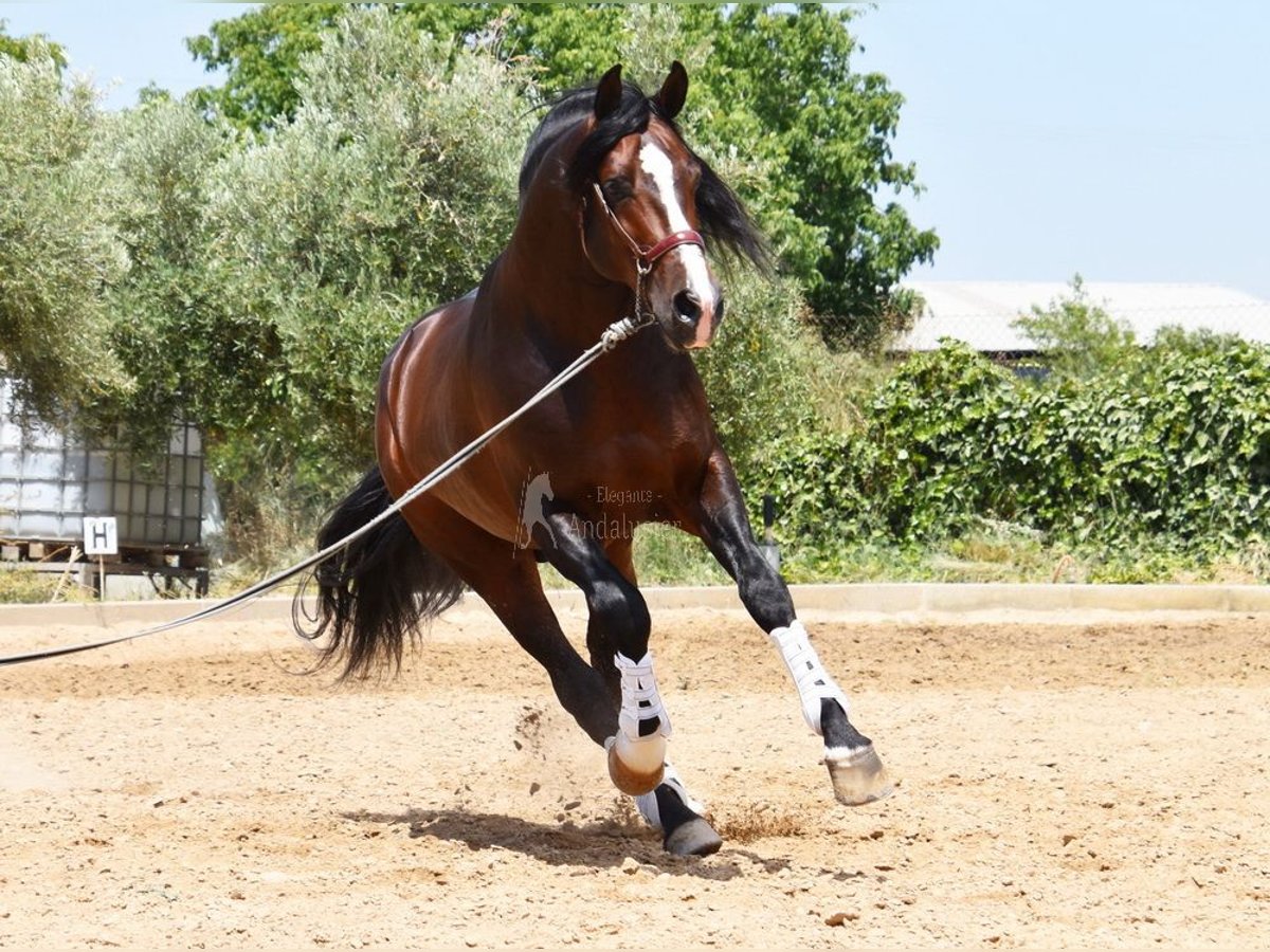 PRE Stallone 5 Anni 167 cm in Provinz Granada