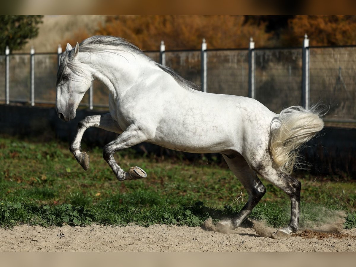 PRE Mix Stallone 5 Anni 167 cm Grigio in Armilla