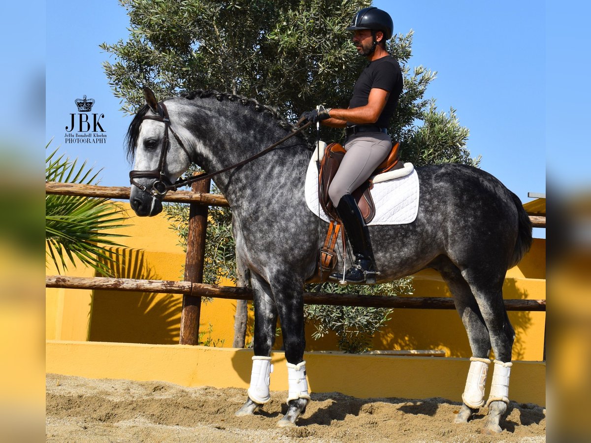 PRE Stallone 5 Anni 168 cm Grigio pezzato in Tabernas Almeria