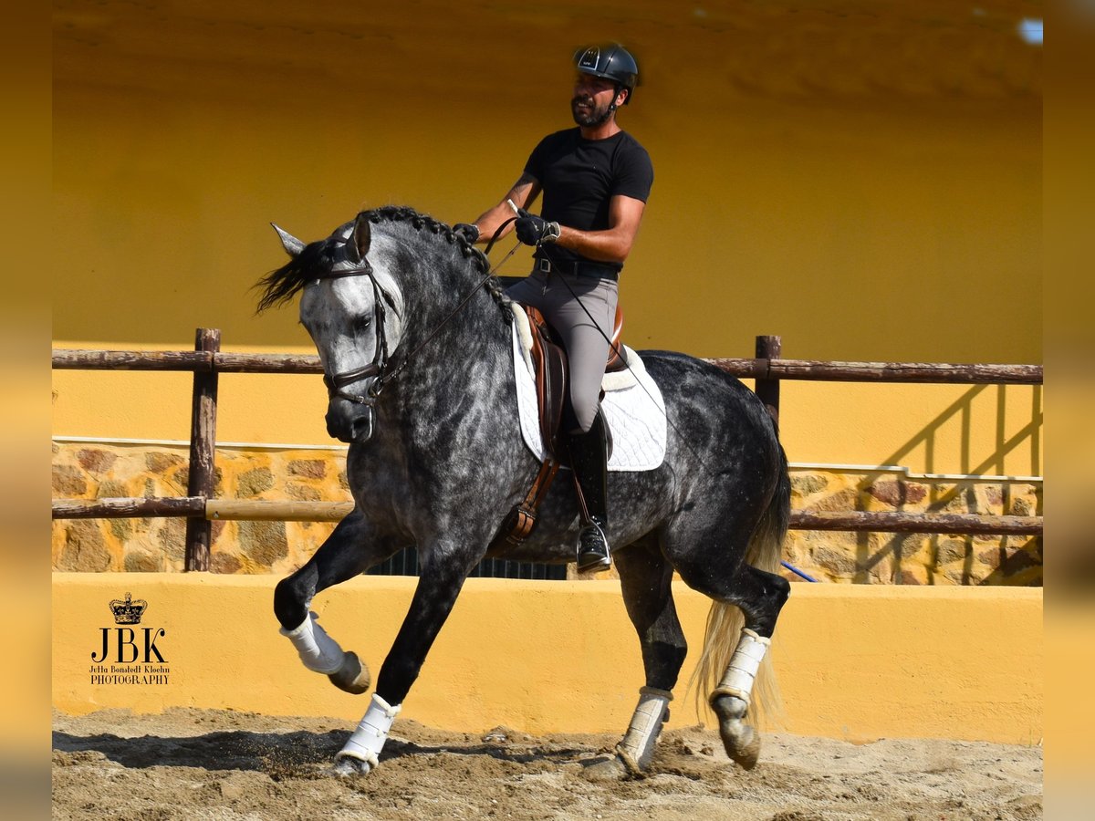 PRE Stallone 5 Anni 168 cm Grigio pezzato in Tabernas Almeria