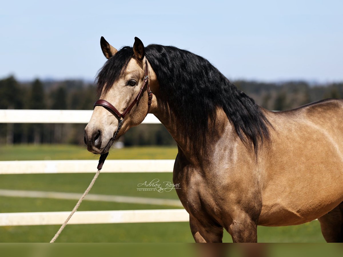 PRE Stallone 5 Anni 170 cm Falbo in Sigmarszell