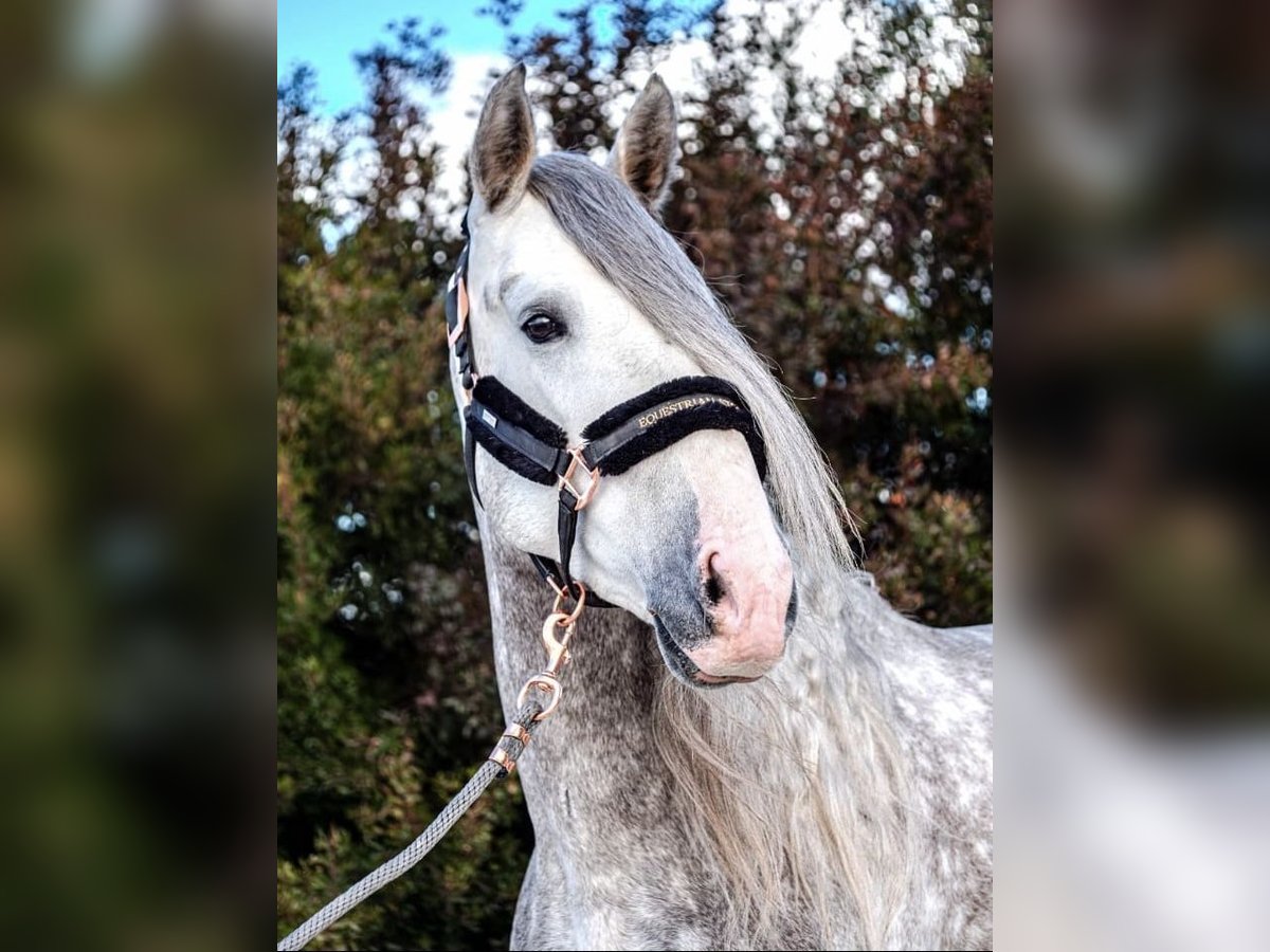 PRE Stallone 5 Anni 170 cm Grigio in Valencia