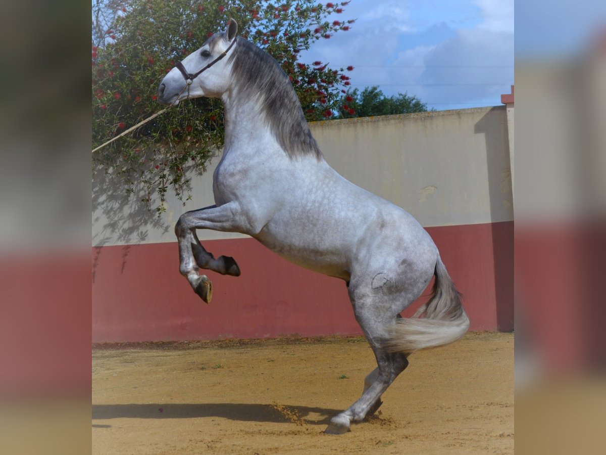 PRE Stallone 5 Anni 172 cm Grigio in Fuentes De Andalucia