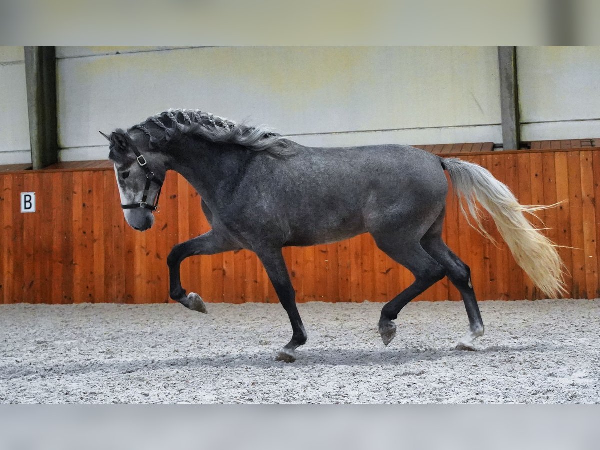 PRE Stallone 5 Anni 172 cm Grigio pezzato in HEUVELLAND