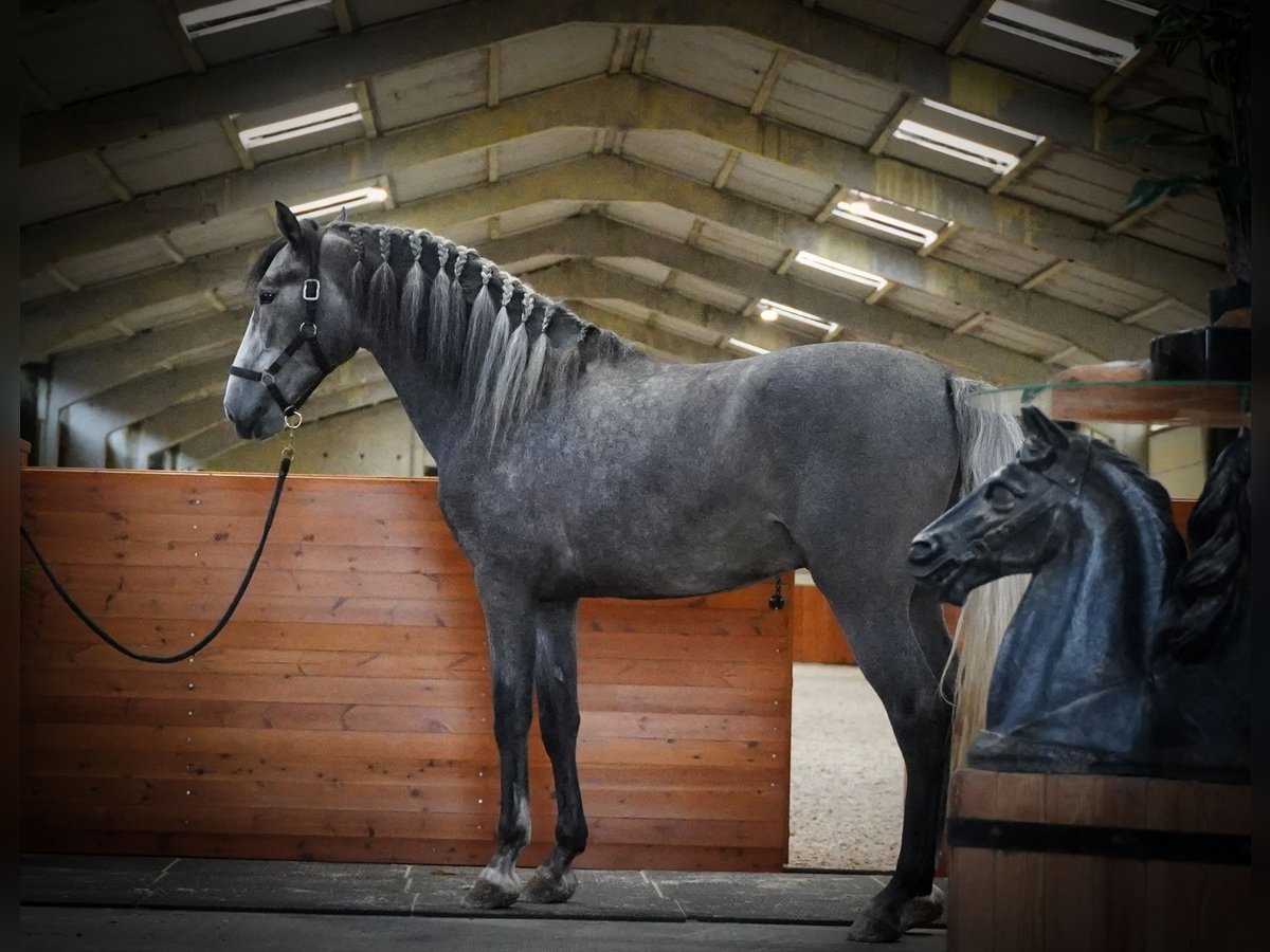 PRE Stallone 5 Anni 172 cm Grigio pezzato in HEUVELLAND