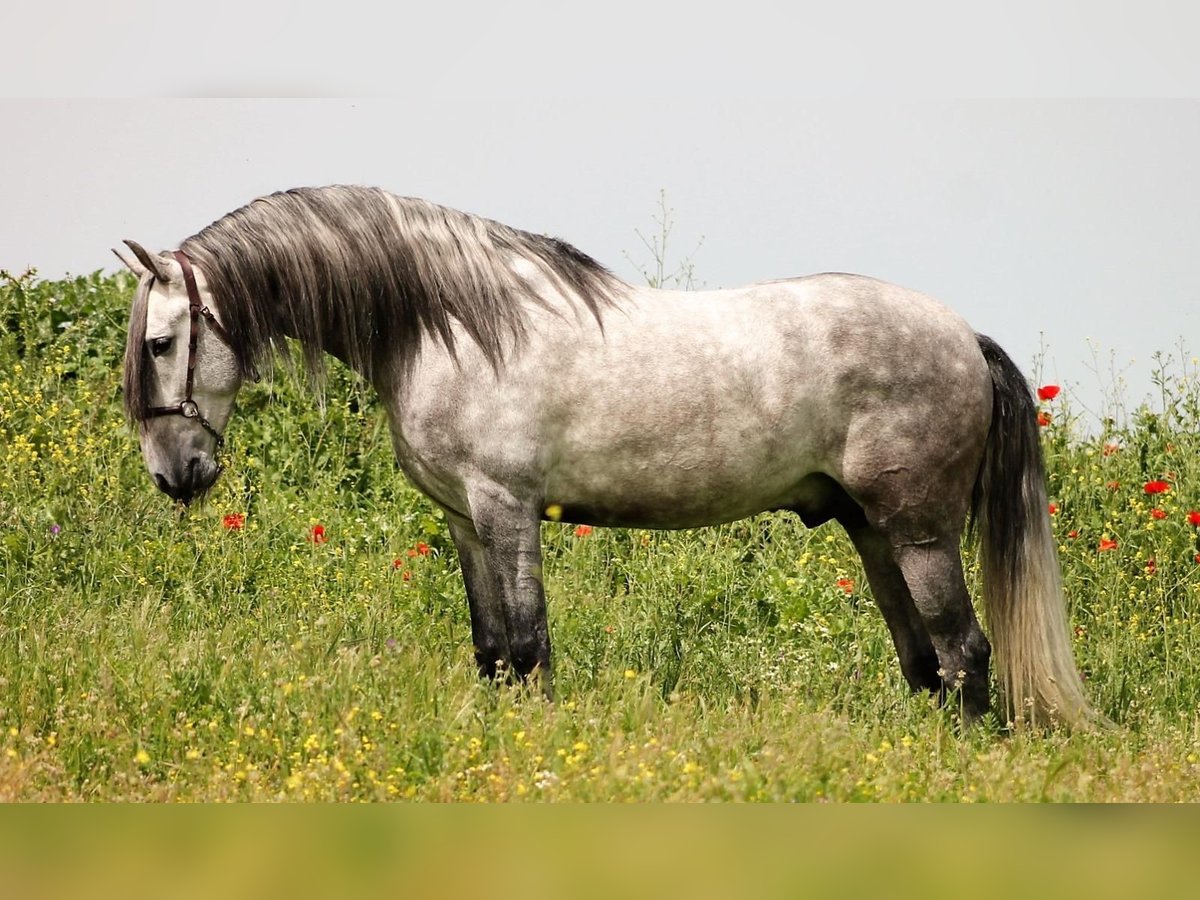 PRE Mix Stallone 5 Anni Grigio ferro in Cuenca