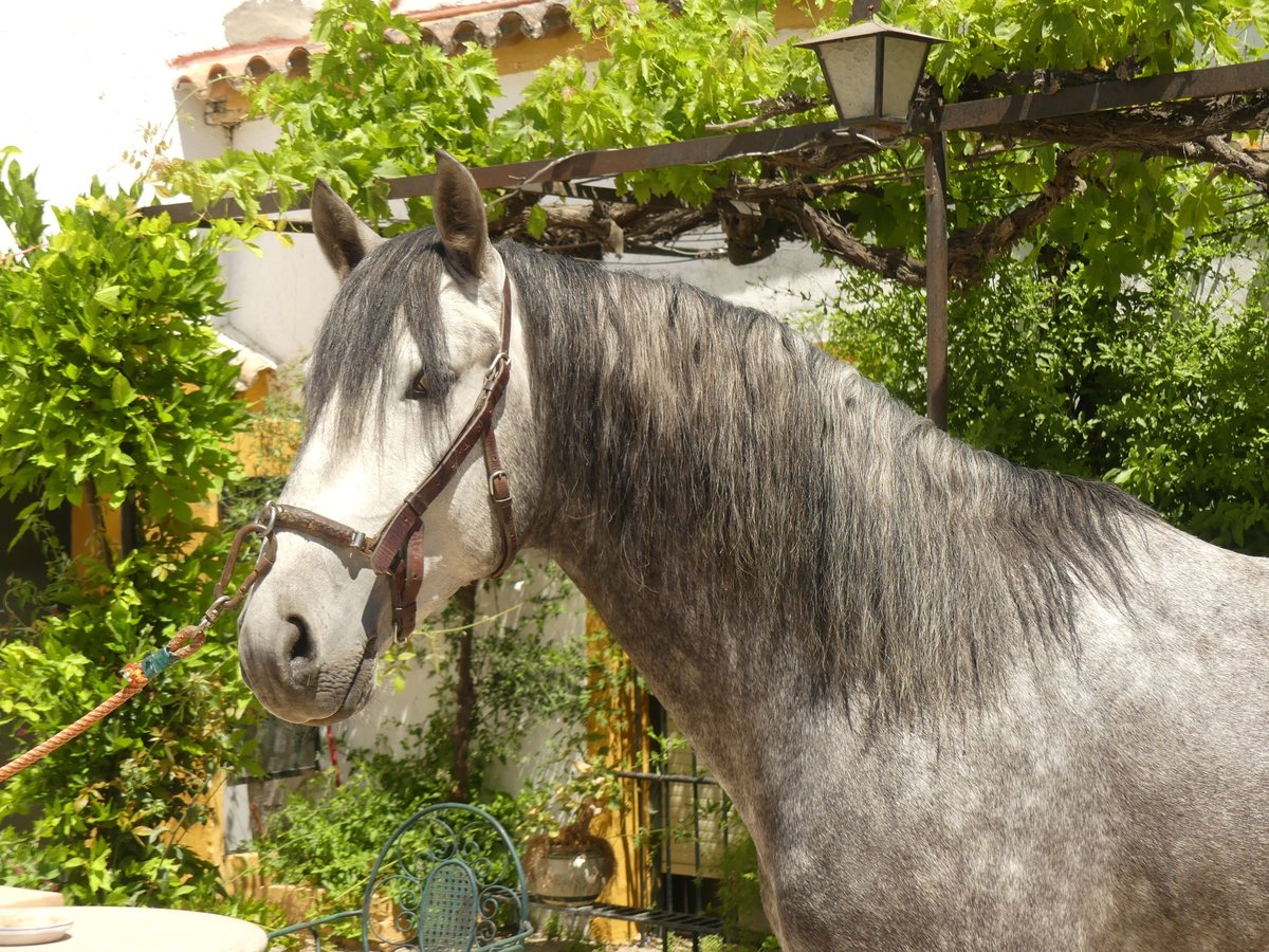 PRE Mix Stallone 6 Anni 156 cm Grigio in Sevilla