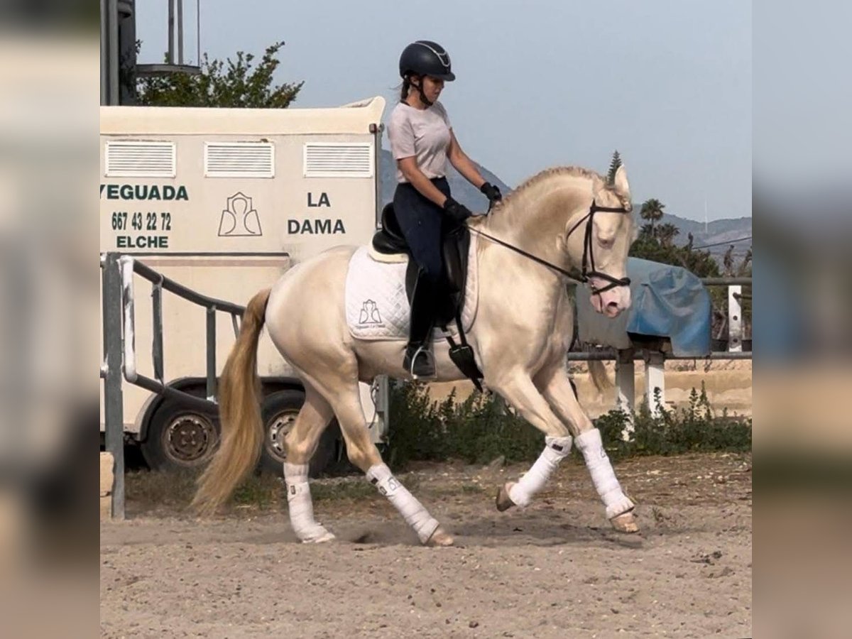PRE Mix Stallone 6 Anni 160 cm Cremello in Martfeld