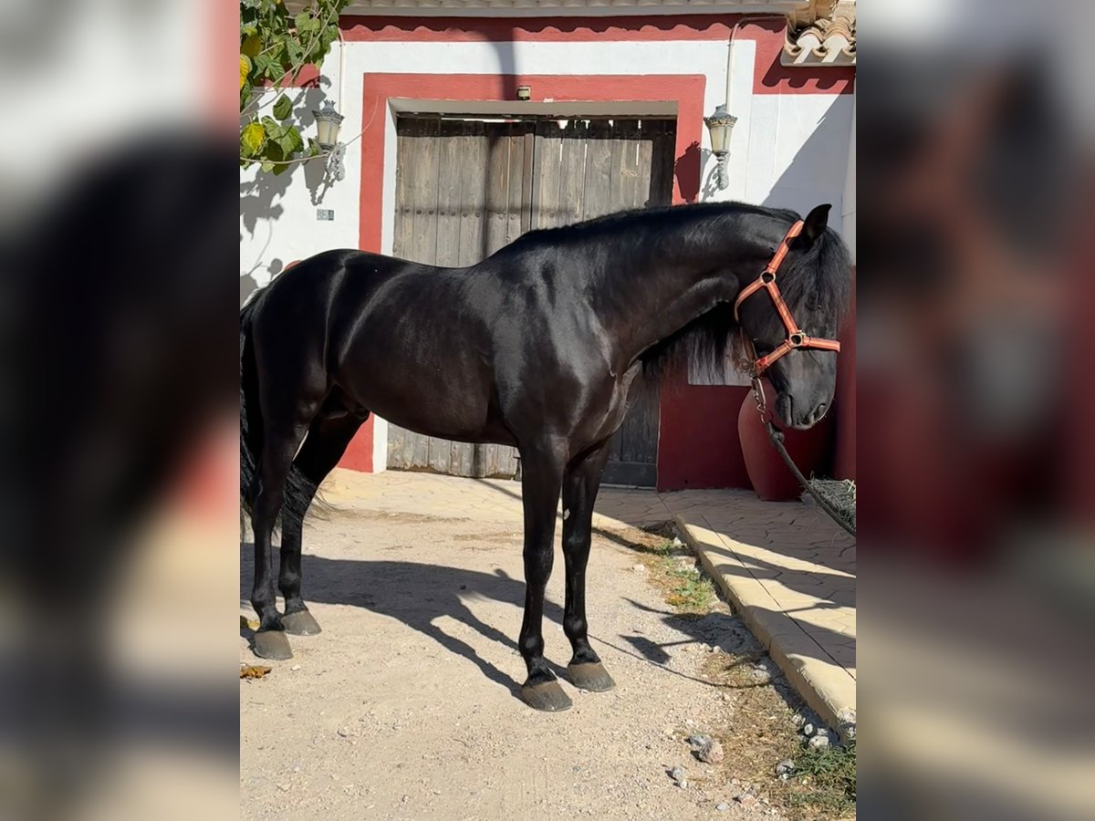 PRE Mix Stallone 6 Anni 165 cm Morello in El Palmar