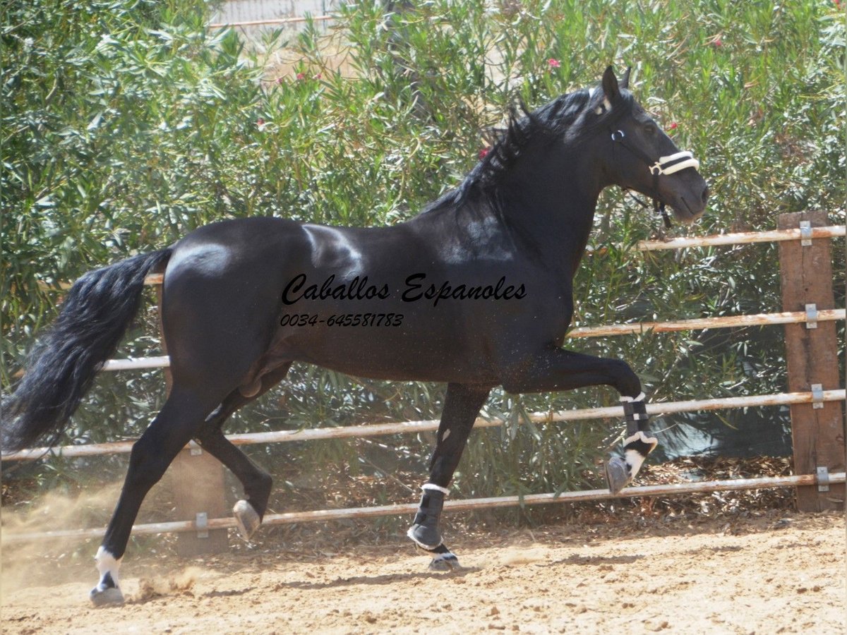 PRE Mix Stallone 6 Anni 165 cm Morello in Vejer de la Frontera