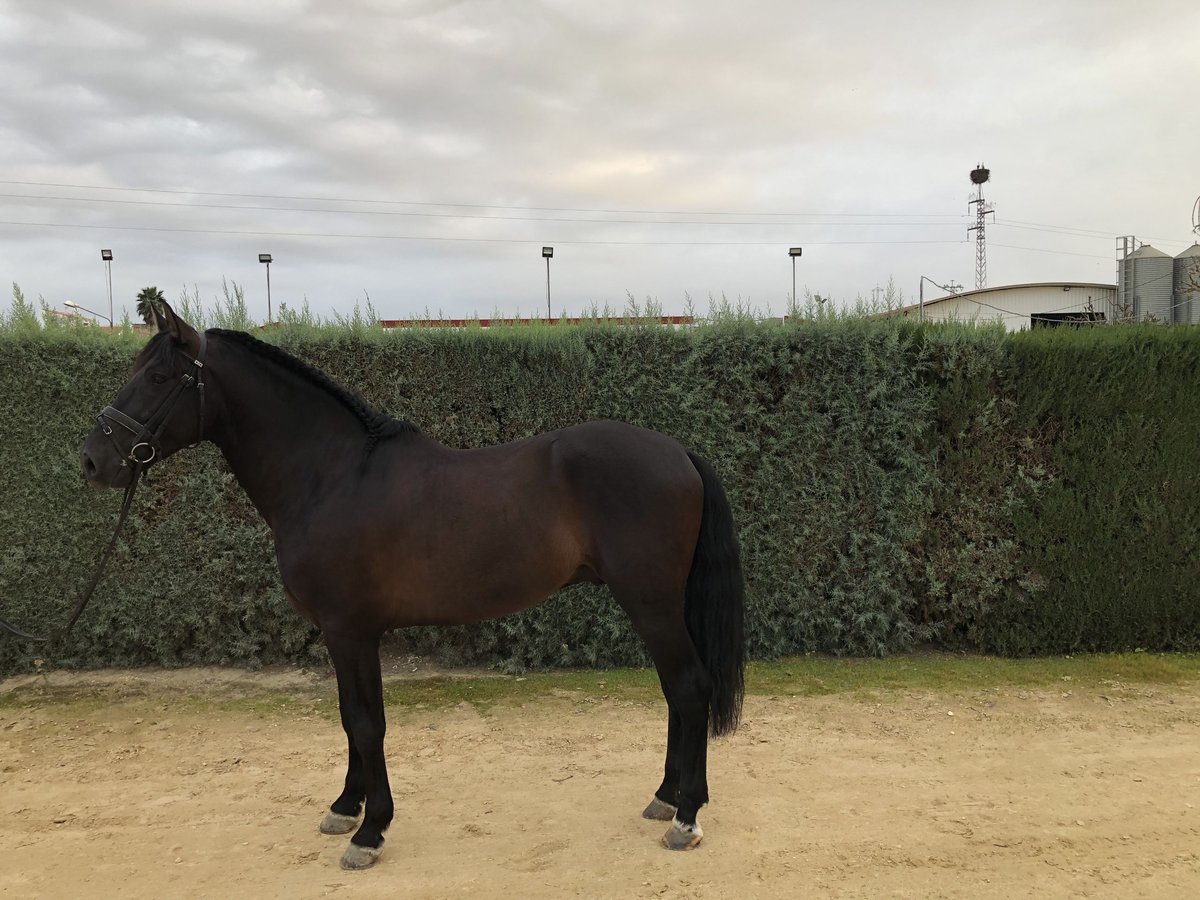 PRE Mix Stallone 6 Anni 169 cm Morello in Pilas