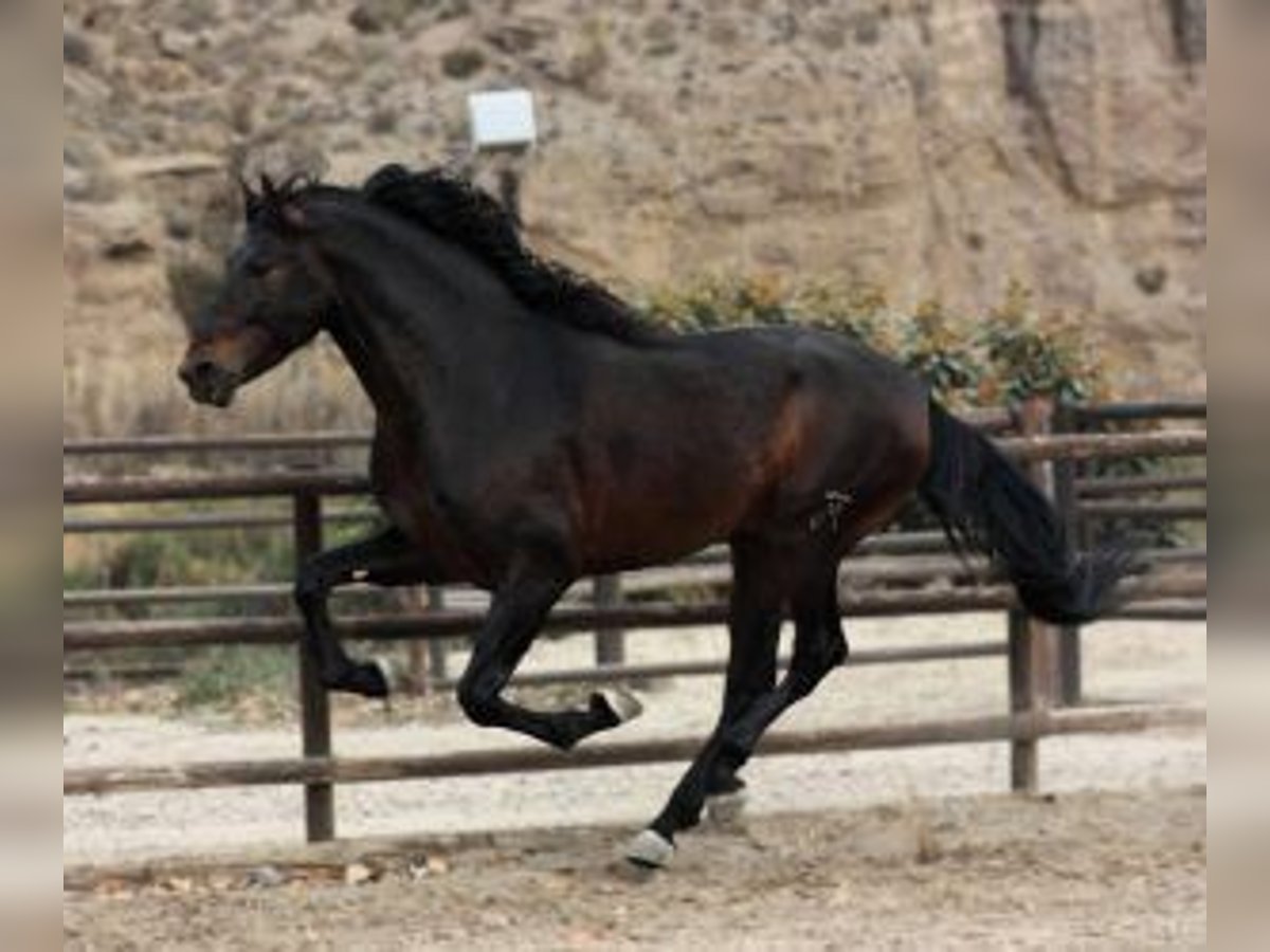 PRE Mix Stallone 6 Anni 170 cm Baio ciliegia in 29001