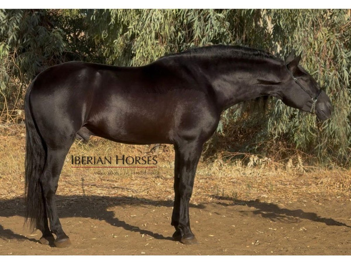 PRE Mix Stallone 6 Anni 170 cm Morello in Navas Del Madroño PRE Mix Stallone 6 Anni 170 cm Morello in Navas Del Madroño