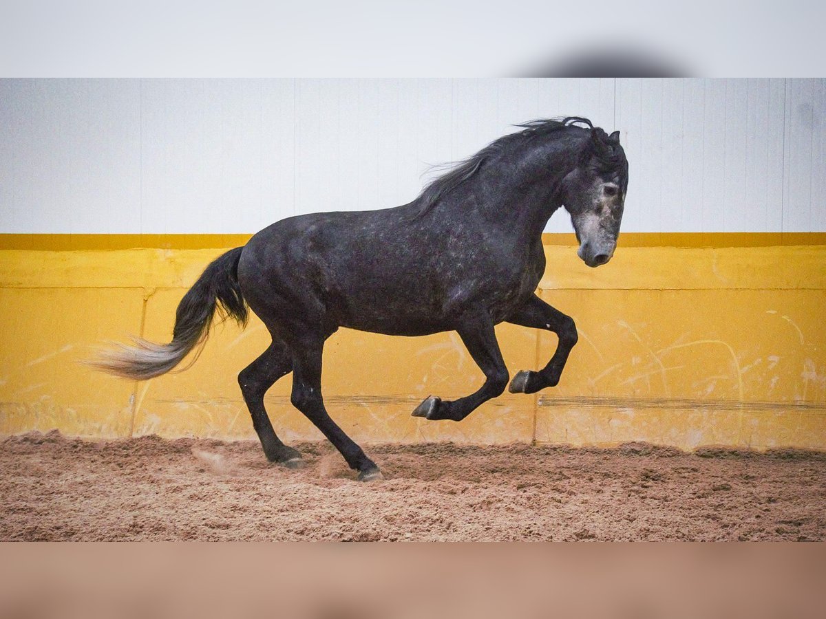 PRE Mix Stallone 6 Anni 173 cm Grigio in Rafelguaraf