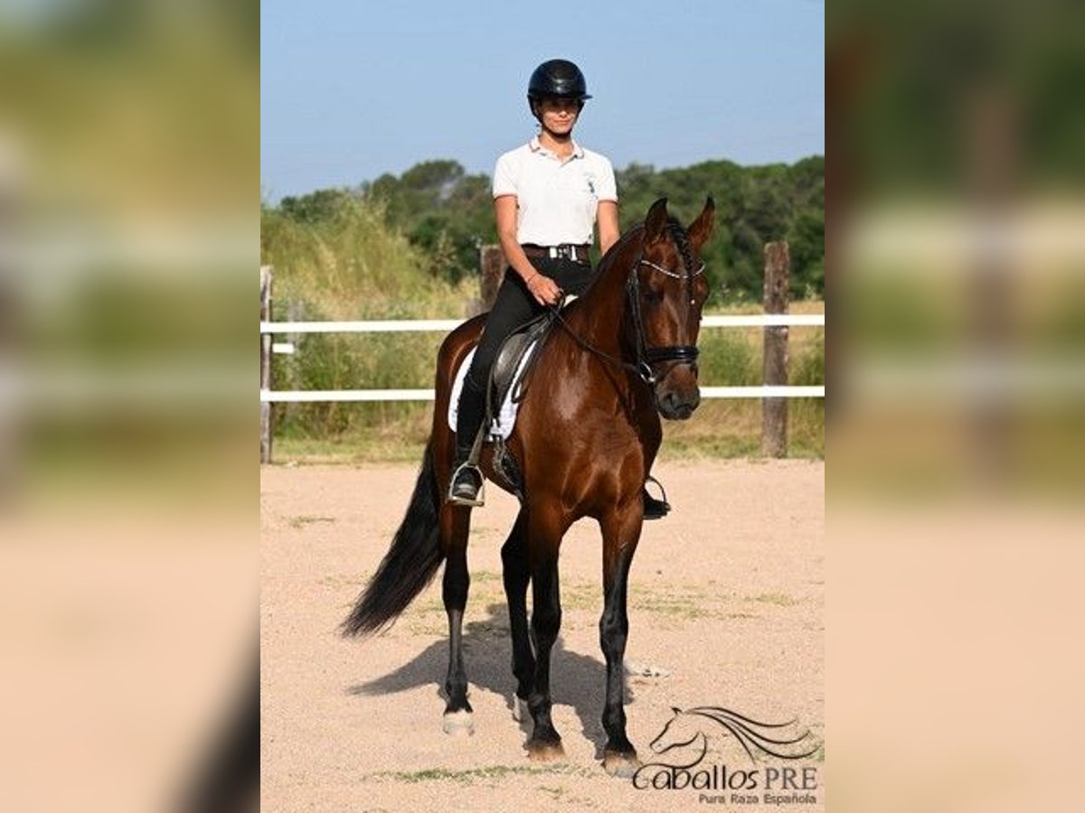 PRE Mix Stallone 7 Anni 165 cm Baio in Barcelona
