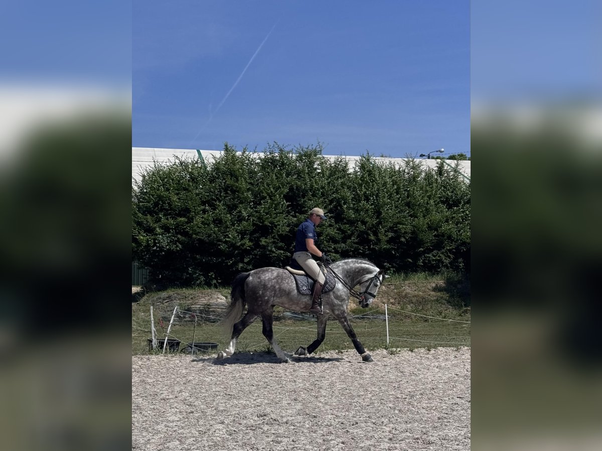 PRE Mix Stallone 7 Anni 165 cm Grigio pezzato in Zakrz&#xF3;w