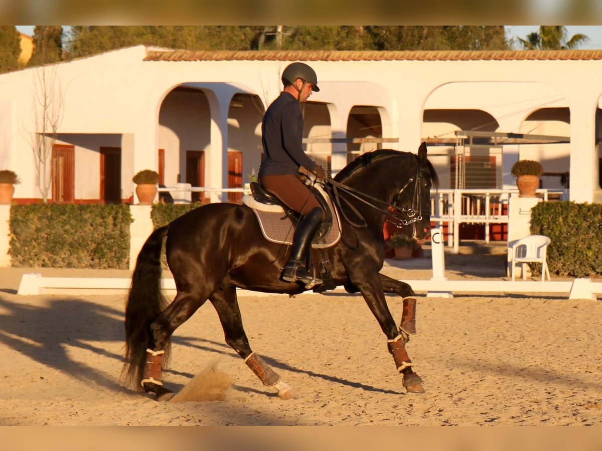 PRE Mix Stallone 7 Anni 165 cm Morello in Martfeld