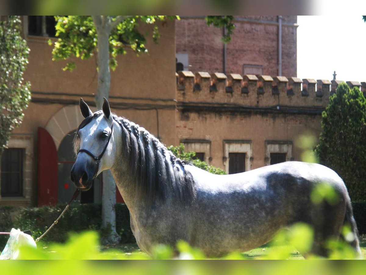 PRE Mix Stallone 7 Anni 166 cm Grigio pezzato in Hamburg