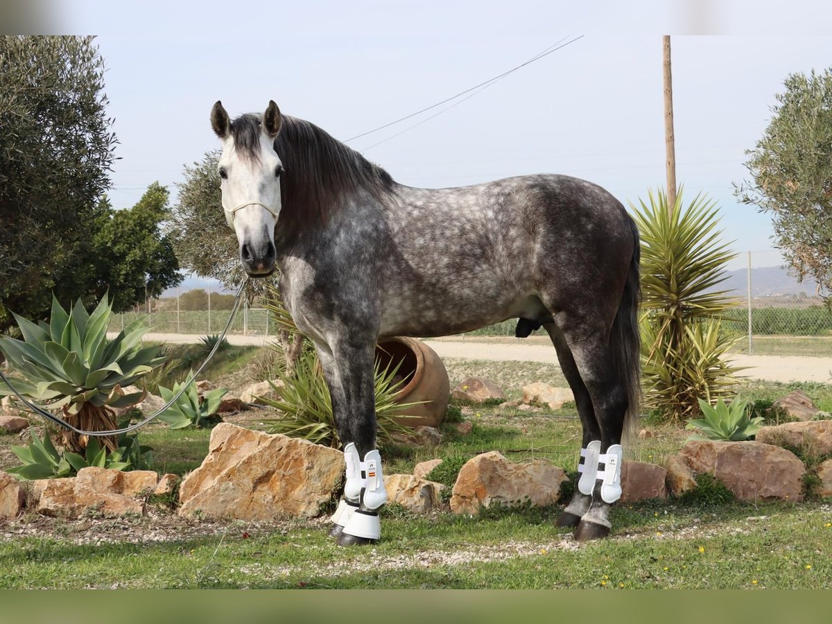 PRE Stallone 7 Anni 167 cm Grigio pezzato in Malaga