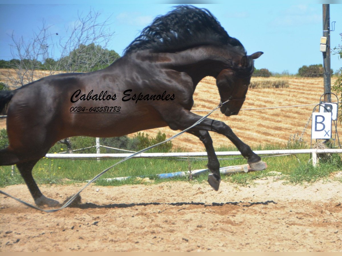 PRE Stallone 7 Anni 168 cm Baio nero in Vejer de la Frontera