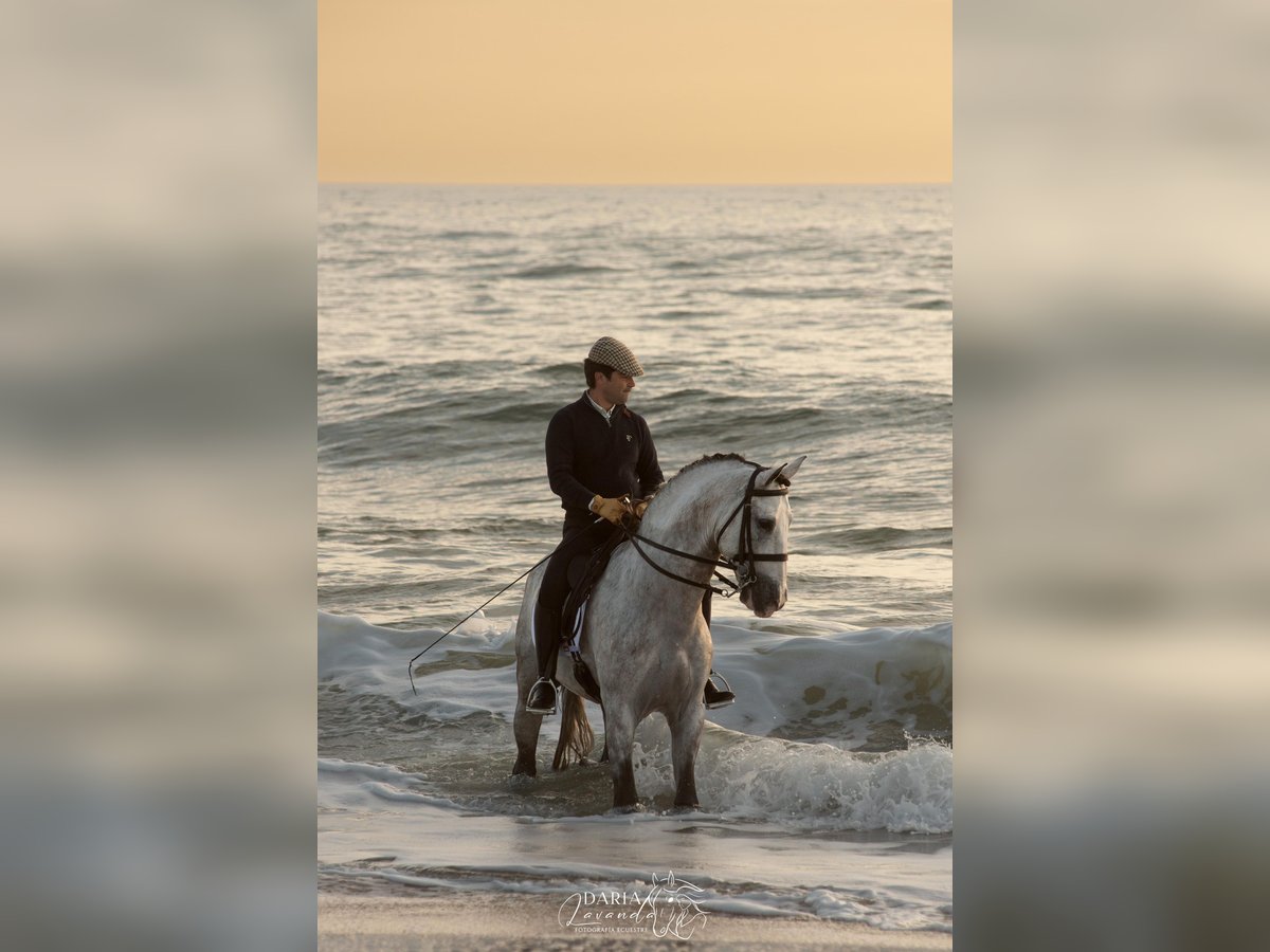 PRE Mix Stallone 8 Anni 164 cm Grigio in Dos Hermanas