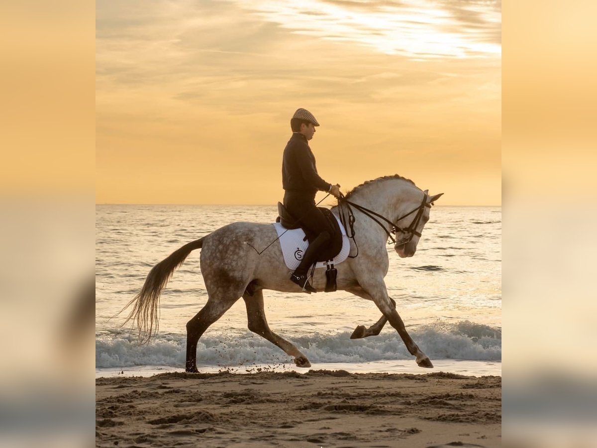 PRE Mix Stallone 8 Anni 164 cm Grigio in Dos Hermanas