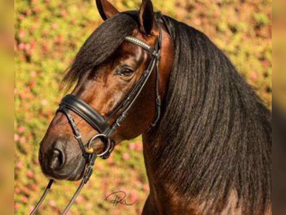 PRE Mix Stallone 8 Anni 165 cm Baio ciliegia in ALICANTE