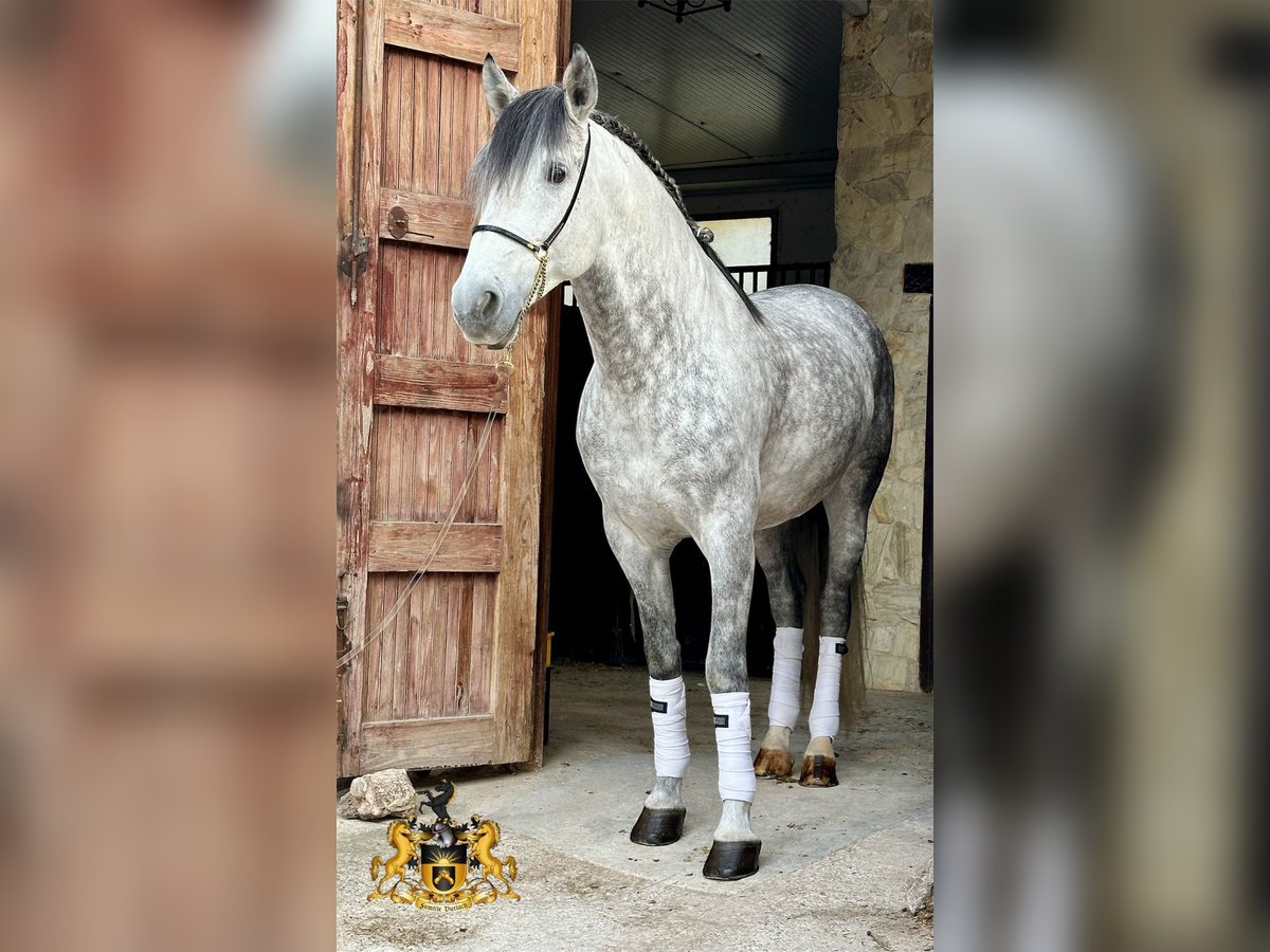 PRE Mix Stallone 8 Anni 165 cm Grigio in Campo Olivar