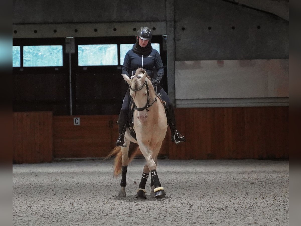 PRE Stallone 9 Anni 162 cm Perlino in Heuvelland